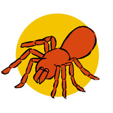 画像をギャラリービューアに読み込む, 【単品】カンボジア産 タランチュラ・1匹