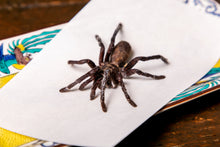 画像をギャラリービューアに読み込む, 【単品】カンボジア産 タランチュラ・1匹