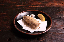 画像をギャラリービューアに読み込む, 再入荷!【単品】静岡県産 オオグソクムシ・1匹