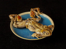 画像をギャラリービューアに読み込む, 再入荷!【単品】タイ産 カエル・1匹(120g)