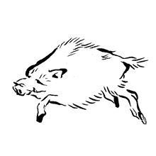 画像をギャラリービューアに読み込む, 【単品】ハラコ 1頭〈猪〉