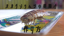 ギャラリービューア【単品】静岡県産 オオグソクムシ・1匹に読み込んでビデオを見る

